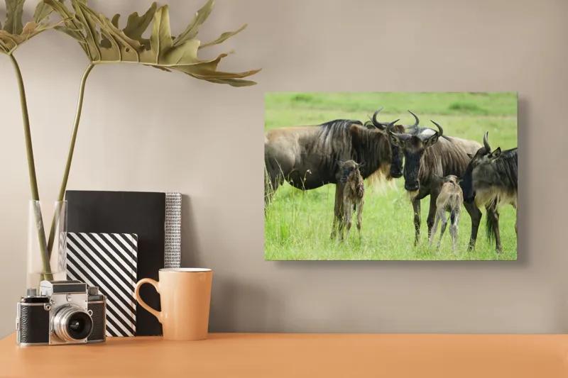 Tablou Canvas, "Gnu în habitatul natural africanului.", Nu pot identifica animalele individuale, dar imaginea arată mai mulți gnu sau antilope în habitatul lor natural, un cadru tipic pentru safari., 39 x 26 cm – poza 3