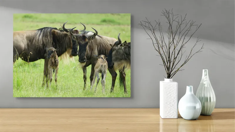 Tablou Canvas, "Gnu în habitatul natural africanului.", Nu pot identifica animalele individuale, dar imaginea arată mai mulți gnu sau antilope în habitatul lor natural, un cadru tipic pentru safari., 70 x 50 cm – poza 3
