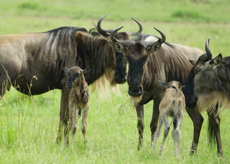 Tablou Canvas, "Gnu în habitatul natural africanului.", Nu pot identifica animalele individuale, dar imaginea arată mai mulți gnu sau antilope în habitatul lor natural, un cadru tipic pentru safari., 70 x 50 cm – poza 2