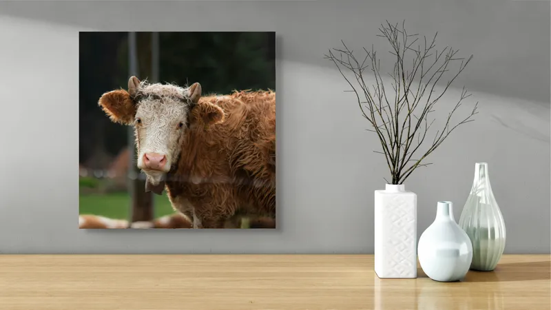 Tablou Canvas, "Vaca în lumina dimineții de toamnă", Curiozitate, Blândețe, Natură, Pășune, Rustic, Relaxare, Vedere., 50 x 50 cm – poza 3