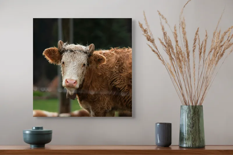 Tablou Canvas, "Vaca în lumina dimineții de toamnă", Curiozitate, Blândețe, Natură, Pășune, Rustic, Relaxare, Vedere., 50 x 50 cm – poza 4