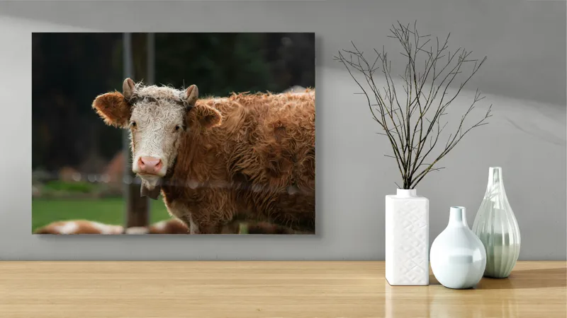 Tablou Canvas, "Vaca în lumina dimineții de toamnă", Curiozitate, Blândețe, Natură, Pășune, Rustic, Relaxare, Vedere., 70 x 50 cm – poza 3