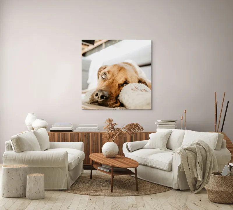 Tablou Canvas, "Cățel somnoros odihnindu-se liniștit", Nu pot să spun cine este în fotografie., 100 x 100 cm – poza 3