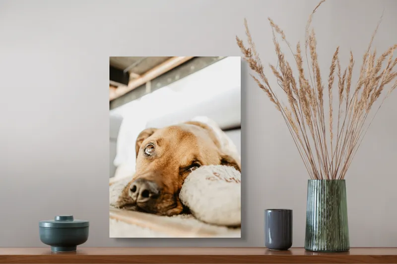 Tablou Canvas, "Cățel somnoros odihnindu-se liniștit", Nu pot să spun cine este în fotografie., 39 x 54 cm – poza 3