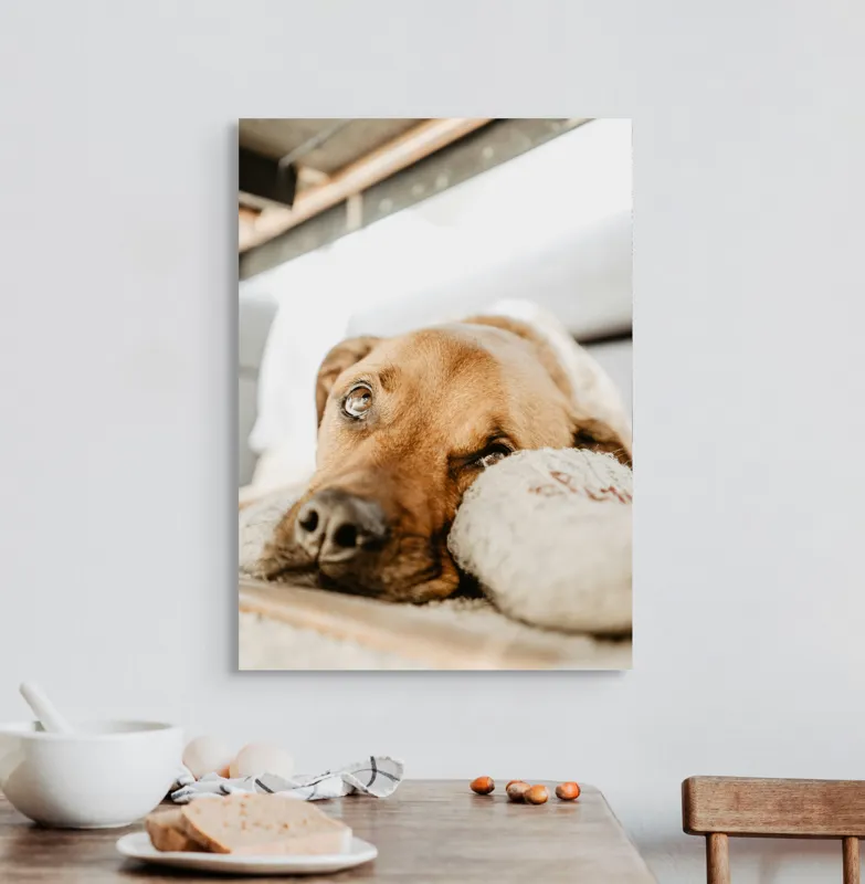 Tablou Canvas, "Cățel somnoros odihnindu-se liniștit", Nu pot să spun cine este în fotografie., 50 x 70 cm – poza 3