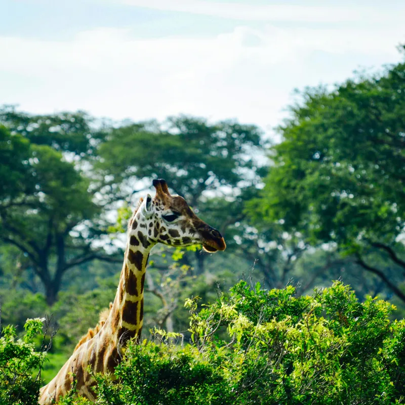 Tablou Canvas, "Girafa printre copaci în savană verde", Giraffe, Greenery, Trees, Sky, Wildlife, Nature, Landscape, 100 x 100 cm – poza 2