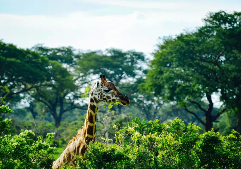 Tablou Canvas, "Girafa printre copaci în savană verde", Giraffe, Greenery, Trees, Sky, Wildlife, Nature, Landscape, 100 x 70 cm – poza 2