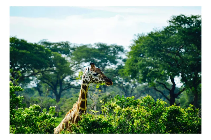 Tablou Canvas, "Girafa printre copaci în savană verde", Giraffe, Greenery, Trees, Sky, Wildlife, Nature, Landscape, 39 x 26 cm