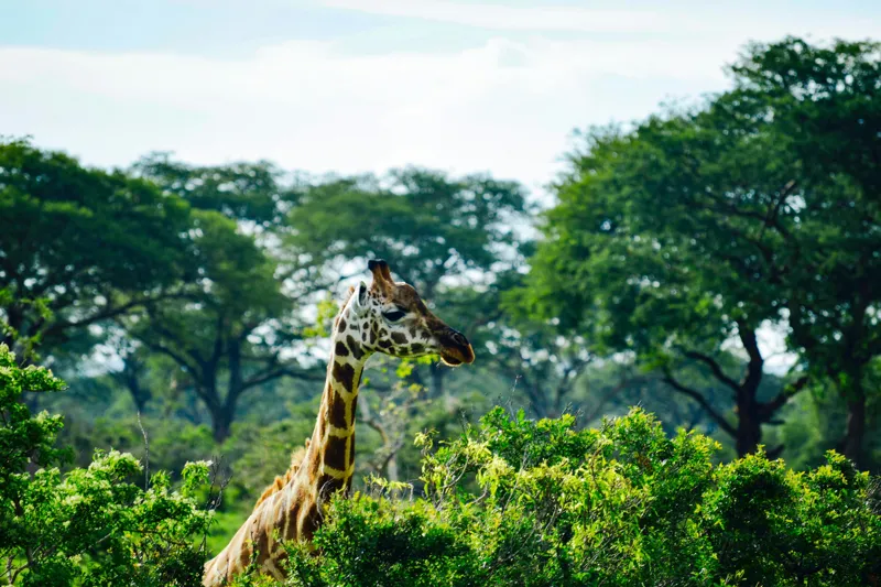 Tablou Canvas, "Girafa printre copaci în savană verde", Giraffe, Greenery, Trees, Sky, Wildlife, Nature, Landscape, 150 x 100 cm – poza 2