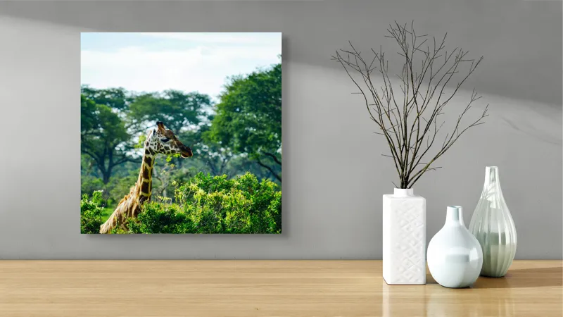 Tablou Canvas, "Girafa printre copaci în savană verde", Giraffe, Greenery, Trees, Sky, Wildlife, Nature, Landscape, 50 x 50 cm – poza 3