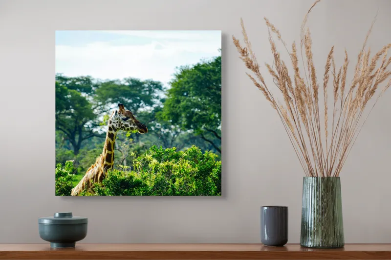 Tablou Canvas, "Girafa printre copaci în savană verde", Giraffe, Greenery, Trees, Sky, Wildlife, Nature, Landscape, 50 x 50 cm – poza 4