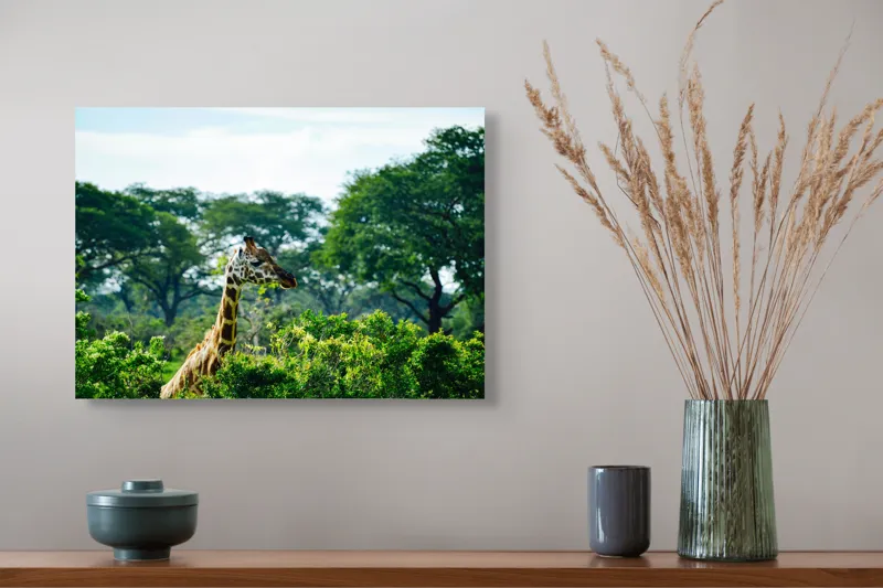 Tablou Canvas, "Girafa printre copaci în savană verde", Giraffe, Greenery, Trees, Sky, Wildlife, Nature, Landscape, 54 x 39 cm – poza 4