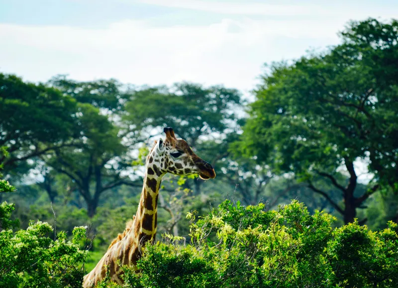Tablou Canvas, "Girafa printre copaci în savană verde", Giraffe, Greenery, Trees, Sky, Wildlife, Nature, Landscape, 54 x 39 cm – poza 2