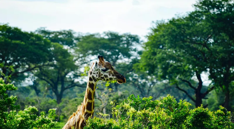 Tablou Canvas, "Girafa printre copaci în savană verde", Giraffe, Greenery, Trees, Sky, Wildlife, Nature, Landscape, 90 x 50 cm – poza 2