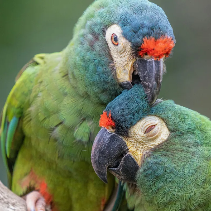 Tablou Canvas, "Papagali într-o tandră îmbrățișare verde", Nu pot să identific persoane sau animale specifice în imagini, dar pot spune că fotografia arată doi papagali colorați care arată afecțiune unul față de celălalt., 100 x 100 cm – poza 2