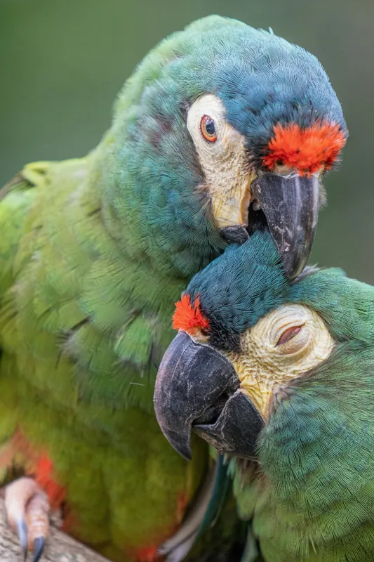 Tablou Canvas, "Papagali într-o tandră îmbrățișare verde", Nu pot să identific persoane sau animale specifice în imagini, dar pot spune că fotografia arată doi papagali colorați care arată afecțiune unul față de celălalt., 100 x 150 cm – poza 2