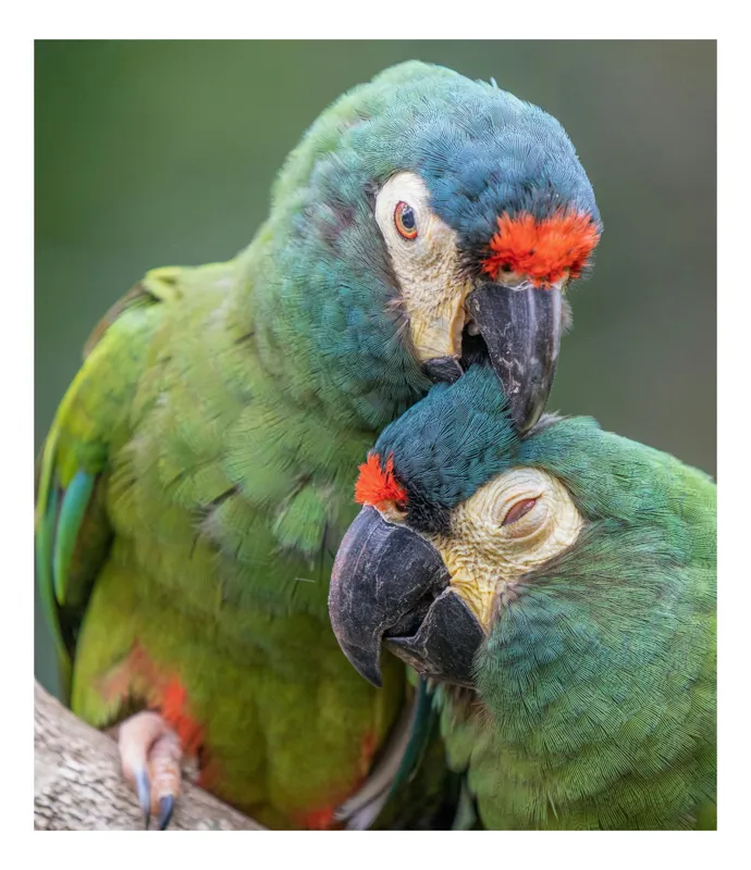 Tablou Canvas, "Papagali într-o tandră îmbrățișare verde", Nu pot să identific persoane sau animale specifice în imagini, dar pot spune că fotografia arată doi papagali colorați care arată afecțiune unul față de celălalt., 26 x 39 cm