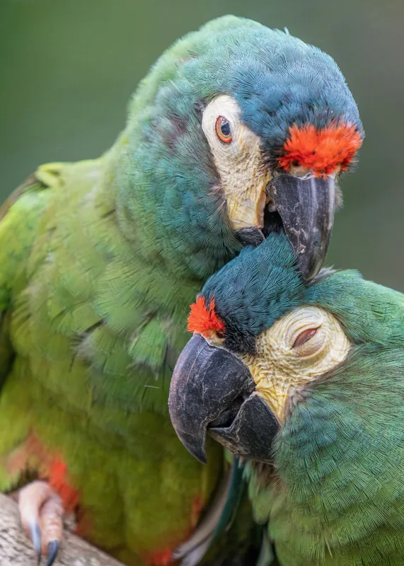 Tablou Canvas, "Papagali într-o tandră îmbrățișare verde", Nu pot să identific persoane sau animale specifice în imagini, dar pot spune că fotografia arată doi papagali colorați care arată afecțiune unul față de celălalt., 50 x 70 cm – poza 2