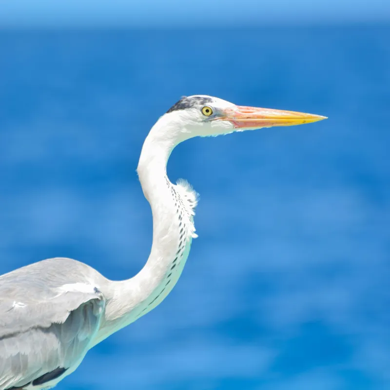 Tablou Canvas, "Egreta la marginea oceanului albastru", Nu pot să identific această pasăre, dar pot spune că imaginea arată un peisaj frumos cu un pește acvatic distinctiv., 100 x 100 cm – poza 2