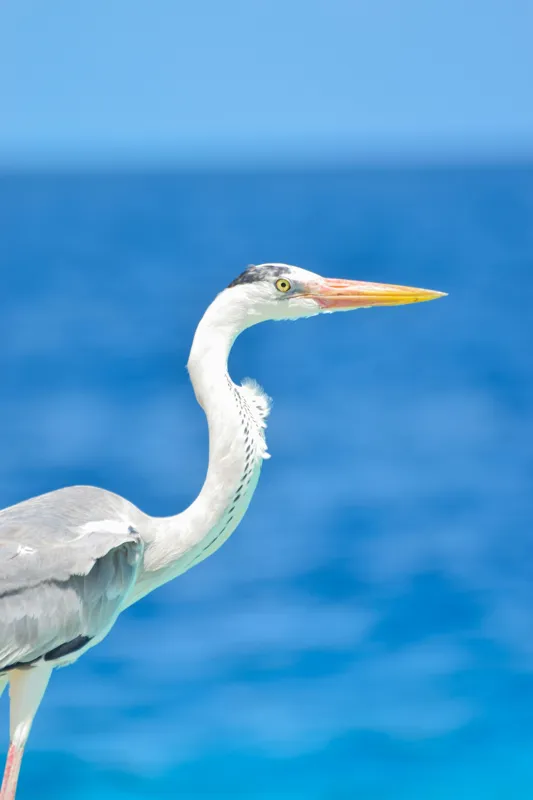 Tablou Canvas, "Egreta la marginea oceanului albastru", Nu pot să identific această pasăre, dar pot spune că imaginea arată un peisaj frumos cu un pește acvatic distinctiv., 100 x 150 cm – poza 2