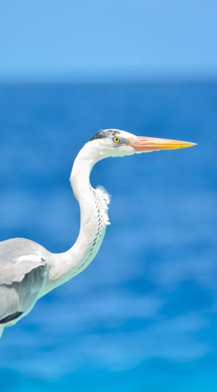 Tablou Canvas, "Egreta la marginea oceanului albastru", Nu pot să identific această pasăre, dar pot spune că imaginea arată un peisaj frumos cu un pește acvatic distinctiv., 50 x 90 cm – poza 2