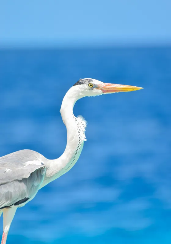 Tablou Canvas, "Egreta la marginea oceanului albastru", Nu pot să identific această pasăre, dar pot spune că imaginea arată un peisaj frumos cu un pește acvatic distinctiv., 70 x 100 cm – poza 2