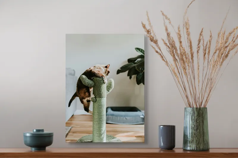 Tablou Canvas, "Pisica alpinistă pe cactus verde", Pisică, Cactus, Verde, Joacă, Interior, Blană, Gri, Podea, Plante, Amuzament, 39 x 54 cm – poza 3