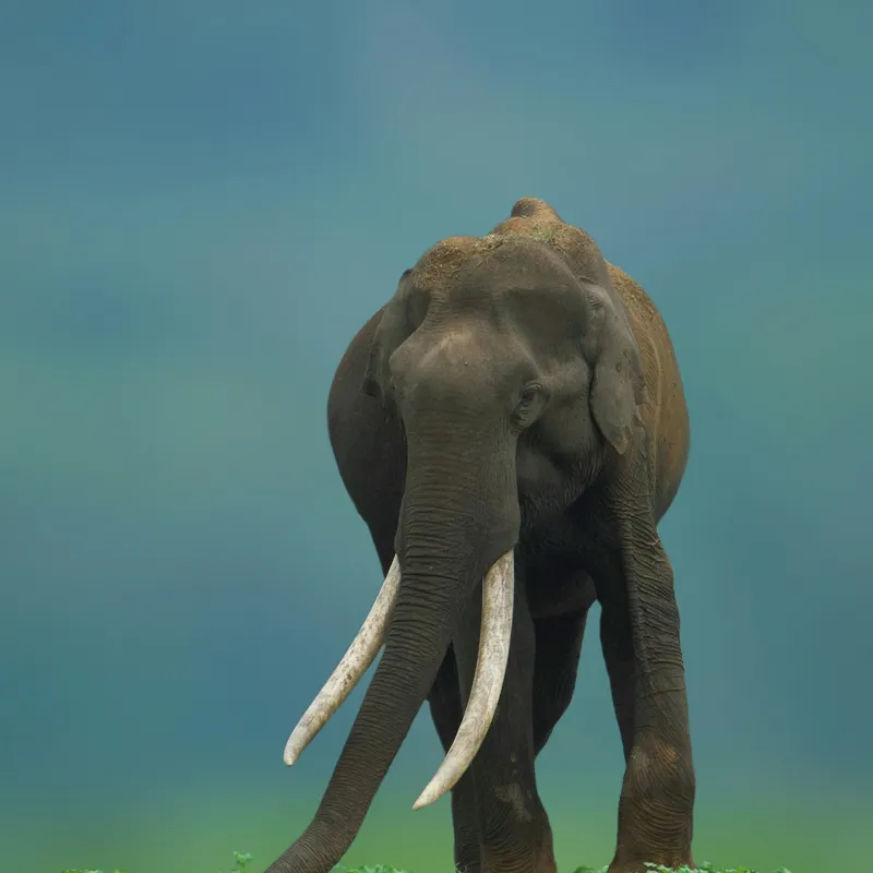 Tablou Canvas, "Elefantul în liniștea naturii", Elefant, Trombă, Colți, Iarbă, Serenitate, Natură, Verde, Albastru, 100 x 100 cm – poza 2