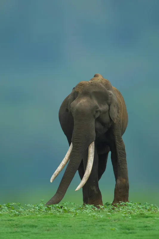 Tablou Canvas, "Elefantul în liniștea naturii", Elefant, Trombă, Colți, Iarbă, Serenitate, Natură, Verde, Albastru, 100 x 150 cm – poza 2