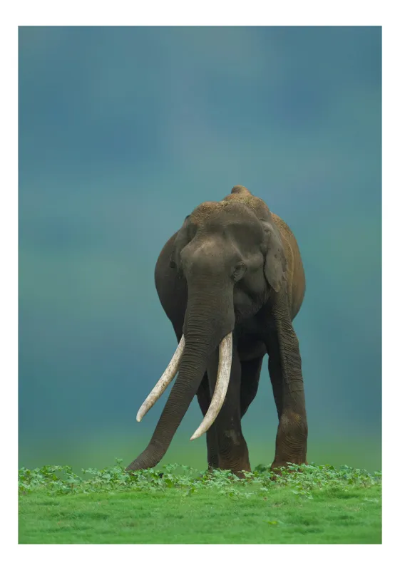 Tablou Canvas, "Elefantul în liniștea naturii", Elefant, Trombă, Colți, Iarbă, Serenitate, Natură, Verde, Albastru, 26 x 39 cm