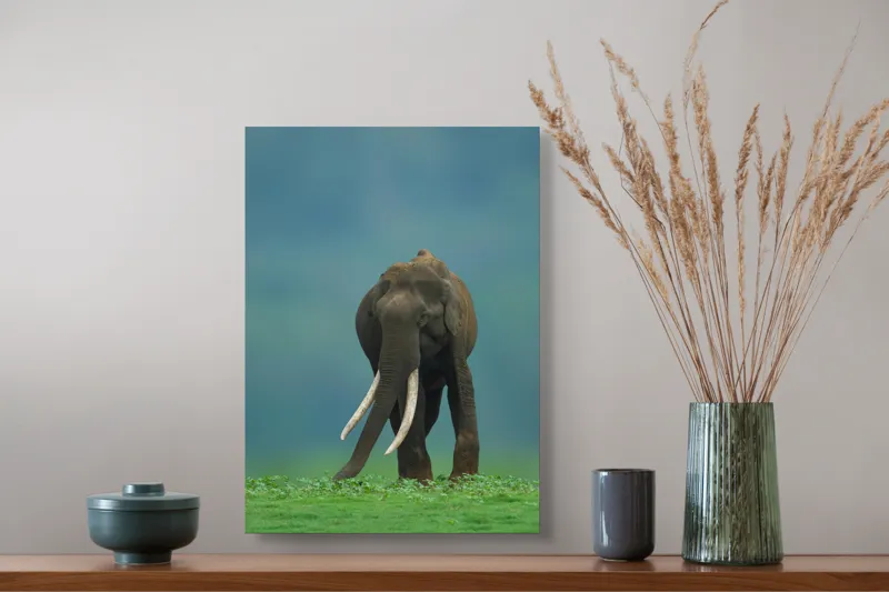 Tablou Canvas, "Elefantul în liniștea naturii", Elefant, Trombă, Colți, Iarbă, Serenitate, Natură, Verde, Albastru, 39 x 54 cm – poza 3