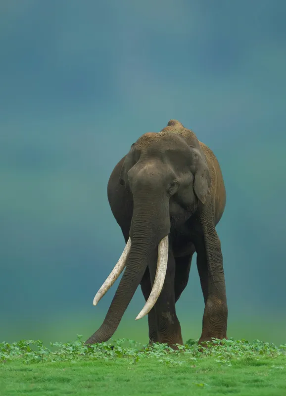 Tablou Canvas, "Elefantul în liniștea naturii", Elefant, Trombă, Colți, Iarbă, Serenitate, Natură, Verde, Albastru, 39 x 54 cm – poza 2