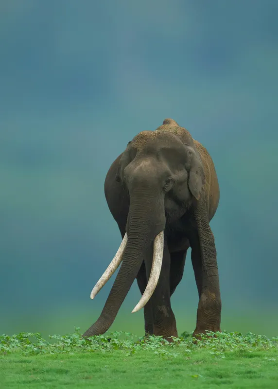 Tablou Canvas, "Elefantul în liniștea naturii", Elefant, Trombă, Colți, Iarbă, Serenitate, Natură, Verde, Albastru, 50 x 70 cm – poza 2