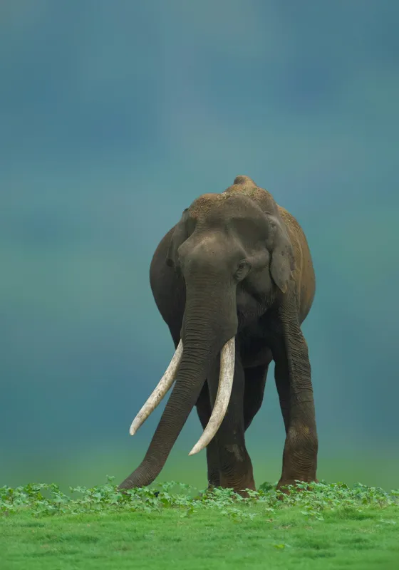 Tablou Canvas, "Elefantul în liniștea naturii", Elefant, Trombă, Colți, Iarbă, Serenitate, Natură, Verde, Albastru, 70 x 100 cm – poza 2