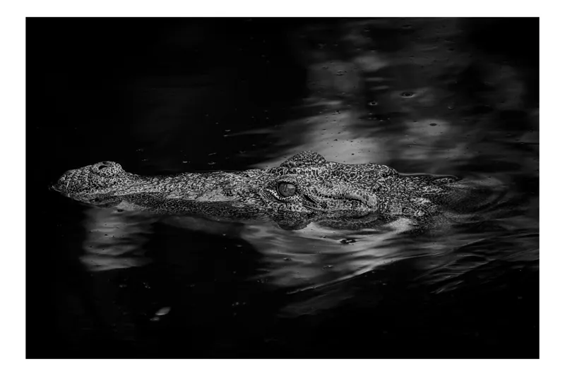 Tablou Canvas, "Crocodilul tăcut în întuneric profund", Crocodil, Apă, Reflecții, Umbre, Mister, Natură, Noapte, Prădător., 39 x 26 cm