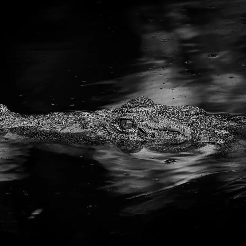 Tablou Canvas, "Crocodilul tăcut în întuneric profund", Crocodil, Apă, Reflecții, Umbre, Mister, Natură, Noapte, Prădător., 50 x 50 cm – poza 2