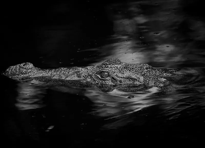 Tablou Canvas, "Crocodilul tăcut în întuneric profund", Crocodil, Apă, Reflecții, Umbre, Mister, Natură, Noapte, Prădător., 54 x 39 cm – poza 2