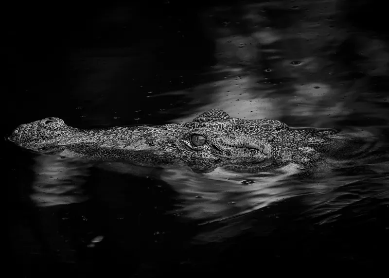 Tablou Canvas, "Crocodilul tăcut în întuneric profund", Crocodil, Apă, Reflecții, Umbre, Mister, Natură, Noapte, Prădător., 70 x 50 cm – poza 2