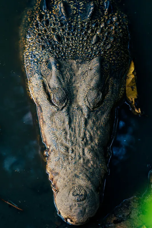 Tablou Canvas, "Tăcutul prădător din apă adâncă", Crocodil, Apă, Textură, Ochii, Culoare, Natură, Obiectiv, Detaliu, Sălbatic, Feeric, 100 x 150 cm – poza 2