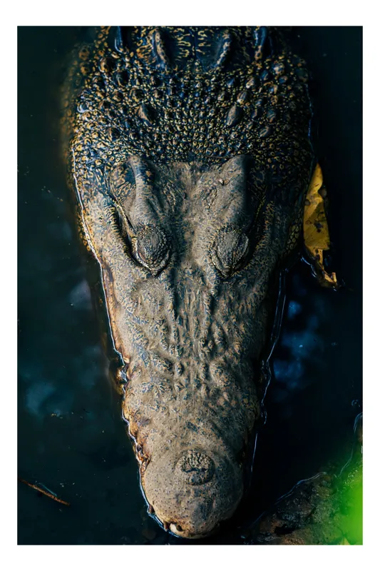 Tablou Canvas, "Tăcutul prădător din apă adâncă", Crocodil, Apă, Textură, Ochii, Culoare, Natură, Obiectiv, Detaliu, Sălbatic, Feeric, 70 x 100 cm