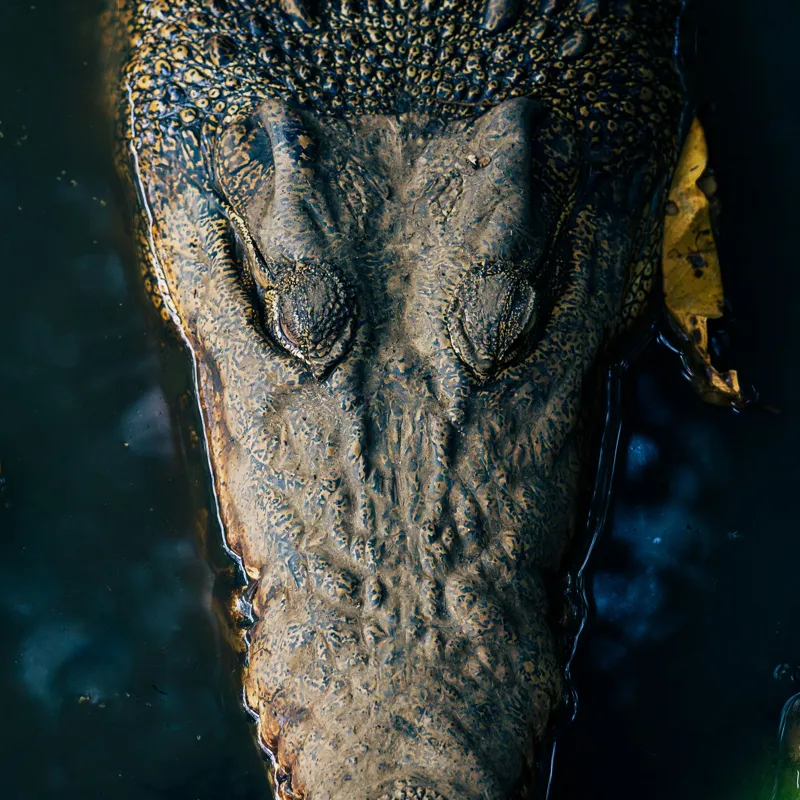Tablou Canvas, "Tăcutul prădător din apă adâncă", Crocodil, Apă, Textură, Ochii, Culoare, Natură, Obiectiv, Detaliu, Sălbatic, Feeric, 50 x 50 cm – poza 2
