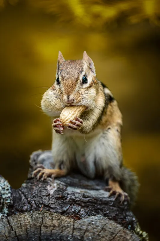 Tablou Canvas, "Veveriță pofticioasă pe buturugă aurie", Chipmunk, Alune, Copac, Natură, Blană, Ochii, Picioare, Fundal, Galben, Poză, Lemn, Bot, Față, 100 x 150 cm – poza 2