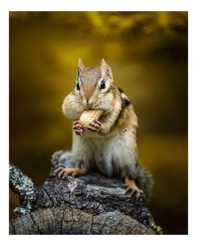 Tablou Canvas, "Veveriță pofticioasă pe buturugă aurie", Chipmunk, Alune, Copac, Natură, Blană, Ochii, Picioare, Fundal, Galben, Poză, Lemn, Bot, Față, 70 x 100 cm