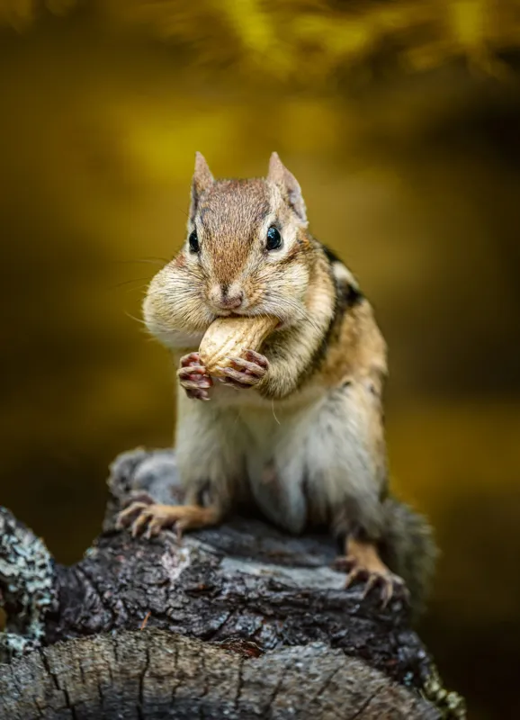Tablou Canvas, "Veveriță pofticioasă pe buturugă aurie", Chipmunk, Alune, Copac, Natură, Blană, Ochii, Picioare, Fundal, Galben, Poză, Lemn, Bot, Față, 39 x 54 cm – poza 2