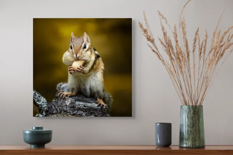 Tablou Canvas, "Veveriță pofticioasă pe buturugă aurie", Chipmunk, Alune, Copac, Natură, Blană, Ochii, Picioare, Fundal, Galben, Poză, Lemn, Bot, Față, 50 x 50 cm – poza 4