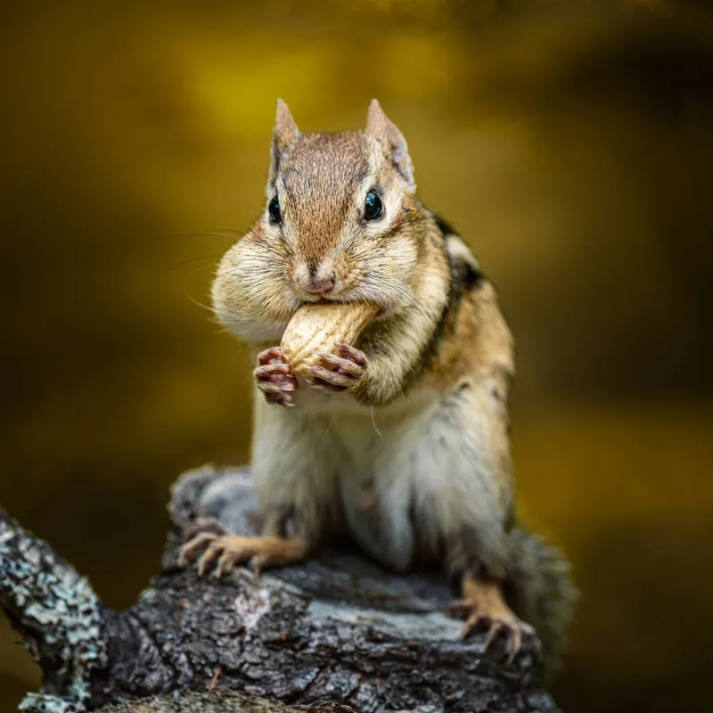 Tablou Canvas, "Veveriță pofticioasă pe buturugă aurie", Chipmunk, Alune, Copac, Natură, Blană, Ochii, Picioare, Fundal, Galben, Poză, Lemn, Bot, Față, 50 x 50 cm – poza 2