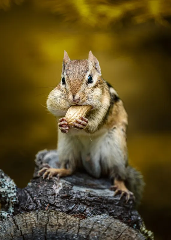 Tablou Canvas, "Veveriță pofticioasă pe buturugă aurie", Chipmunk, Alune, Copac, Natură, Blană, Ochii, Picioare, Fundal, Galben, Poză, Lemn, Bot, Față, 50 x 70 cm – poza 2