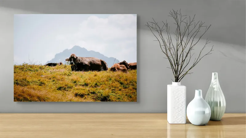 Tablou Canvas, "Bivolii odihnindu-se pe deal însorit", Peisaj, Munți, Iarbă, Vaci, Cer, Nori, Natură, Relaxare, 70 x 50 cm – poza 3
