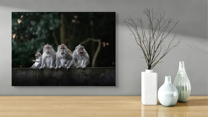 Tablou Canvas, "Grup de maimuțe pe zid verde", Scenă, Maimuțe, Grup, Natură, Copaci, Fundal, Zid, Trooping, 70 x 50 cm – poza 3