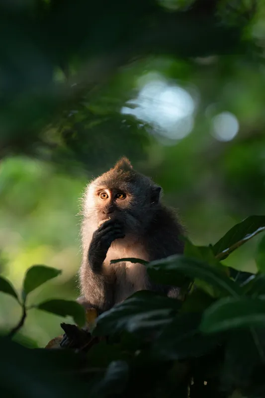 Tablou Canvas, "Gânditorul din inima junglei", Nu pot identifica persoane sau obiecte în imagini, dar pot descrie aspecte generale ale unei scene. Frunză, Lumină, Maimuță, Natură, Umbre, Vegetație., 100 x 150 cm – poza 2